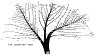 small-comp-tree.gif